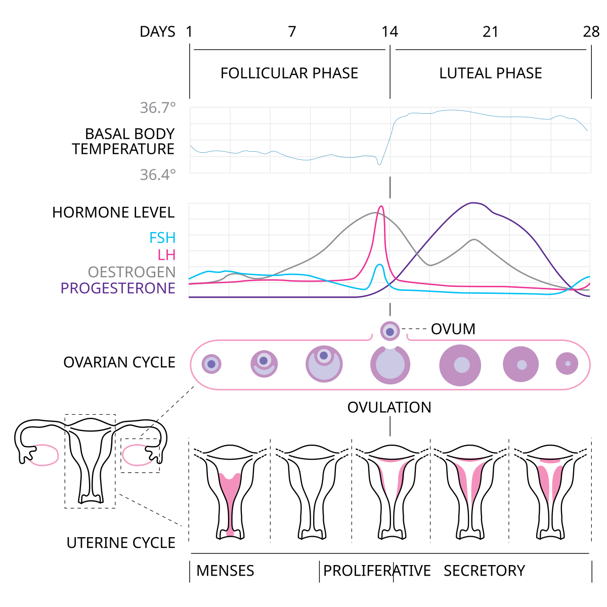 Hormone chart showing oestrogen, progesterone, LH, and FSH levels across the menstrual cycle, with ovulation and luteal phase highlighted.