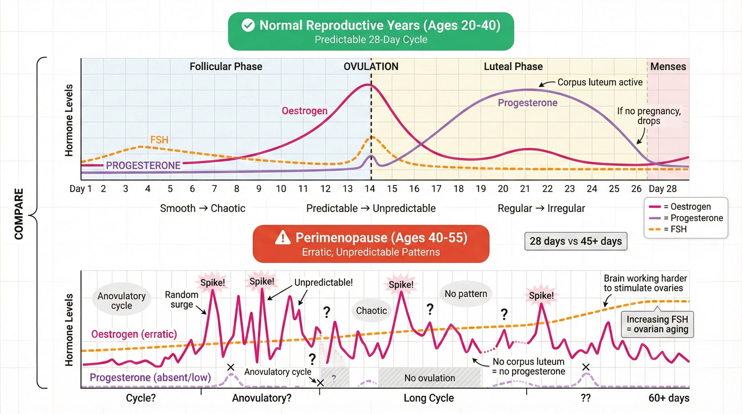 Hormone pattern comparison showing normal reproductive cycle versus perimenopausal hormonal fluctuation with elevated FSH